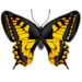 Papillion.png